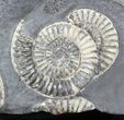White Arnioceras Ammonite Cluster - England #23275-4